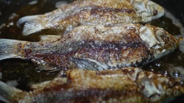 Freshwater Fish Crucian Fry Frying Pan Macro — Stock Video