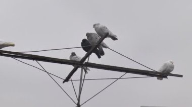 Sisli gökyüzünün arka planında özel bir anteni olan komik yerli güvercinler..