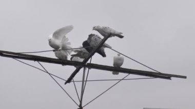  Evcil güvercinler sisli gökyüzüne karşı özel bir antenin üzerinde dinlenirler..