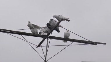 Sisli gökyüzünün arka planına karşı özel bir antende çok renkli yerli güvercinler..