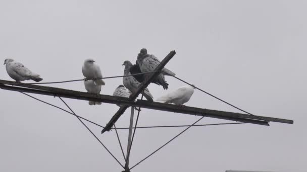 Domestic Pigeons Special Antenna Background Foggy Sky — Stock Video