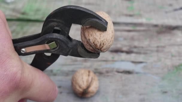 Wrench Parrot Cracks Two Walnuts Close — Stock Video