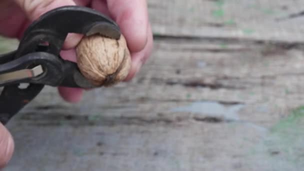Wrench Parrot Cracks Walnut Close — Stock Video