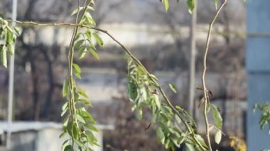 Kasaba yolundaki trafiğin arka planına göre bitki dallarının zamanlaması, pencerenin üst görüntüsü.