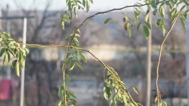 Zeitraffer Von Pflanzenzweigen Vor Dem Hintergrund Des Verkehrs Auf Der — Stockvideo