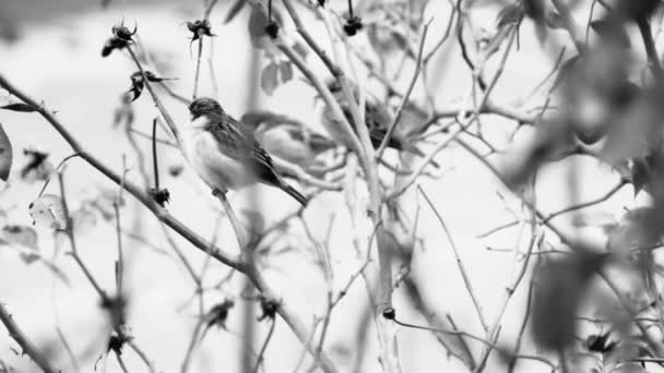 Sparrow Sits Branch Tall Rose Black White — Video Stock