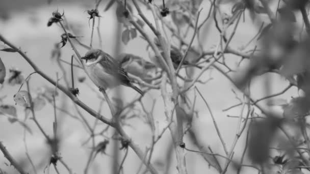 Vrabec Odletí Větve Vysoké Růže Černé Bílé — Stock video