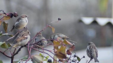 Beş ortak serçe, bulanık bir arka planda, uzun kuru bir gülün dallarında dinleniyor.