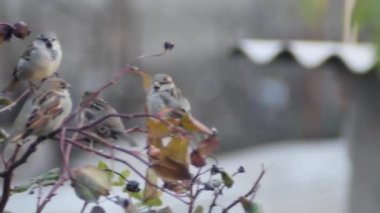  Bulanık bir arka planda bir serçe sürüsü daldan dala atlıyor..
