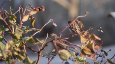 serçeler dallarda dinleniyor, güneşin akşam güneşinde..