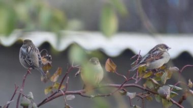  Bulanık bir arka planda, diğer serçelerin yanında, uzun kuru bir gülün dallarında dinlenen üç ortak serçe vardır.