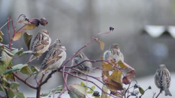Five Common Sparrows Resting Branches Tall Rose Blurred Background — Stock Video