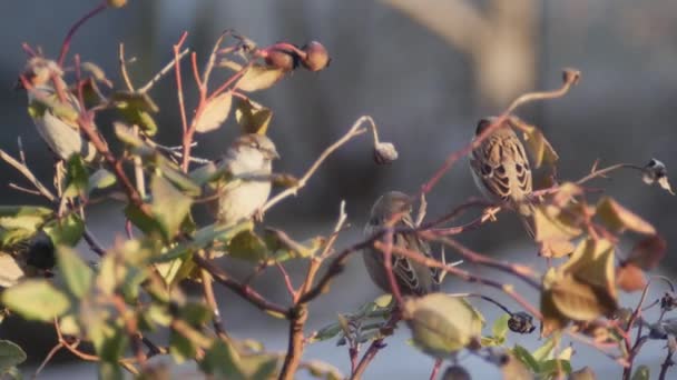 Serçeler Dallarda Dinleniyor Güneşin Akşam Işınlarında Bulanık Bir Arka Planda — Stok video