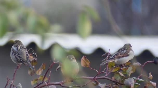 Tři Obyčejní Vrabci Spočívají Větvích Vysoké Suché Růže Rozmazaném Pozadí — Stock video