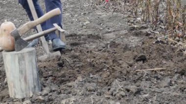  Bir çiftçi tarlada eski bir kürekle verimli kara toprak kazar..