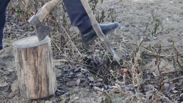 一个拿着铲子的农民正试图从冰冻的黑土中挖出干的蔬菜辣椒 — 图库视频影像