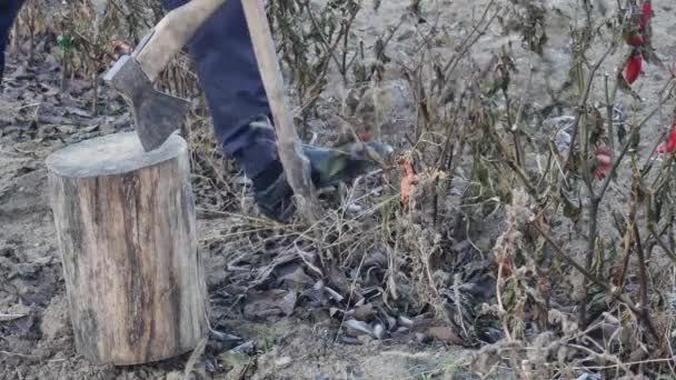 一个农民拿着铲子试图挖出一个干的菜椒 — 图库视频影像
