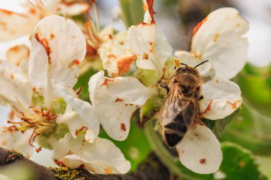  Bal arısıyla dalda çiçek açan elma ağacı, yakın plan.