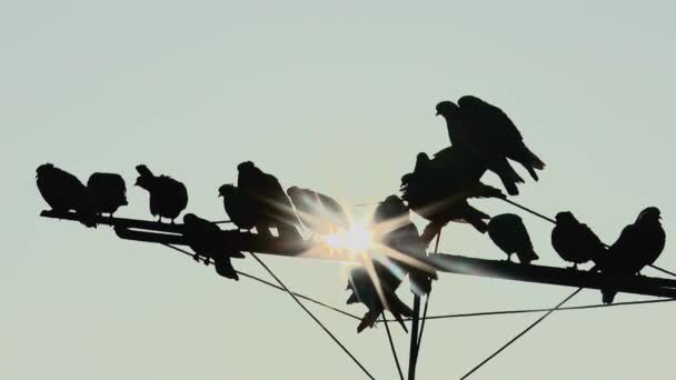 太阳光照射在天线上的一群鸽子的轮廓 — 图库视频影像