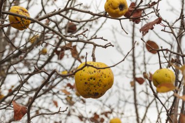 Toplanmamış olgunlaşmış bıldırcın bir dalda asılı, ormanda.