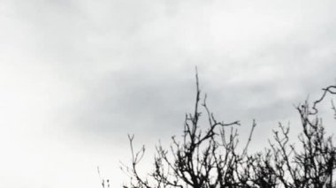 time lapse of movement of clouds over a tree without leaves.