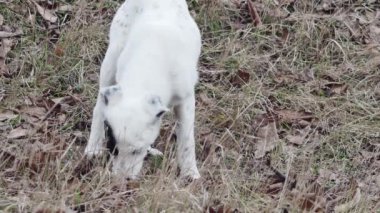 a stray young dog with an interesting coloration is nibbling something in a clearing, front view.