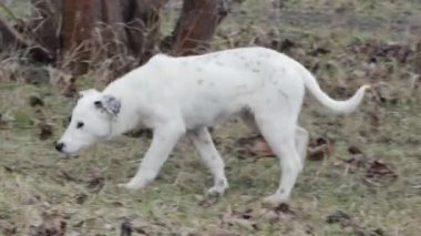a young dog with an interesting coloration is looking for food in a clearing in the forest.
