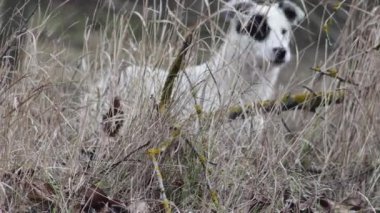 young dog on a blurred background through the forest grass.