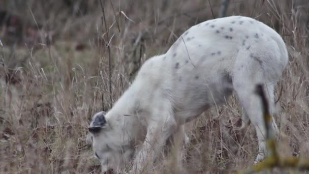 Stray Young Dog Interesting Coloration Eating Something Clearing Grass — Video