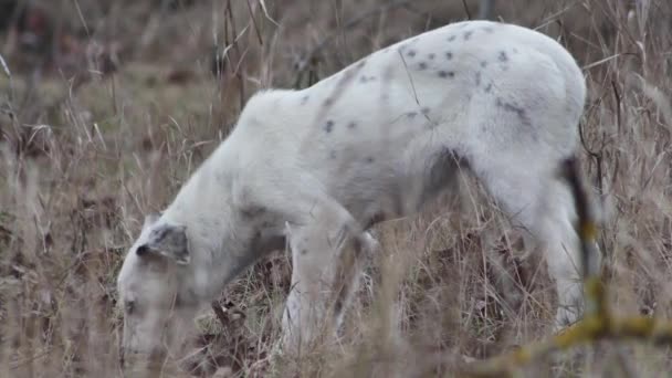 Stray Young Dog Interesting Coloration Eating Something Clearing Grass Side — Video Stock