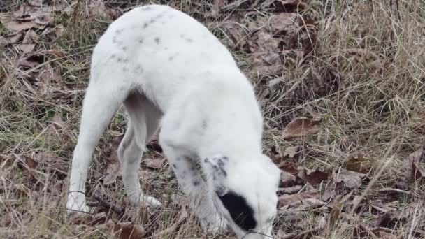 Stray Young Dog Interesting Coloration Nibbling Something Clearing Dry Grass — Video Stock