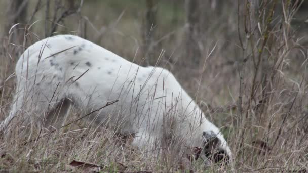 Young Dog Interesting Coloration Eating Something Clearing Grass — Stockvideo