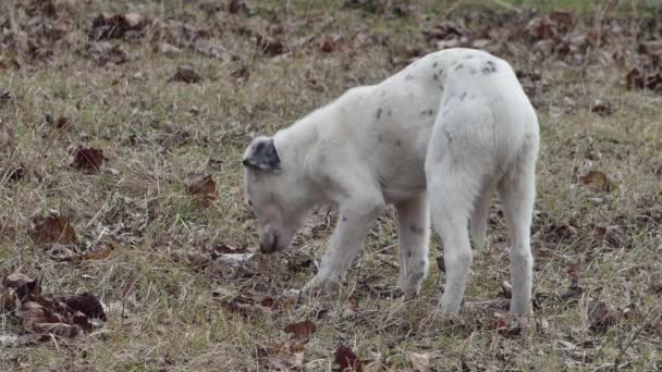 Young Hungry Dog Nibbles Something Clearing Forest Rear View — Stockvideo