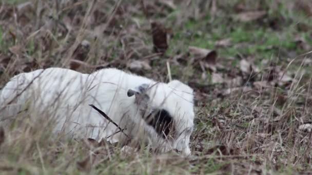 Young Hungry Dog Eats Something Clearing Forest — Stock Video