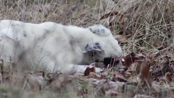 Lying Young Hungry Dog Eats Something Forest Side View — Video Stock