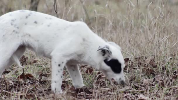 Beautiful Funny Young Hungry Dog Eats Walnut Shell Forest — Stock video
