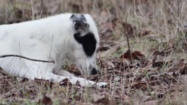 Lying Young Hungry Dog Eats Walnut Shell Forest Side View — Stock video