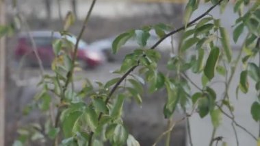  timelapse of the movement of a branch visible from the window against the background of street traffic.
