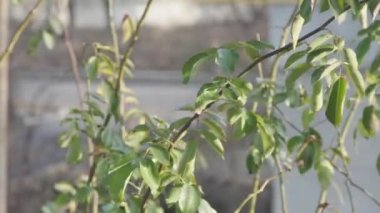 timelapse of the movement of a branch visible from the window against the background of traffic