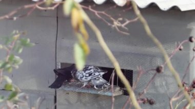 three doves fly up from the dovecote window