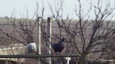  two pigeons descended onto the dovecote down from the wooden beam.