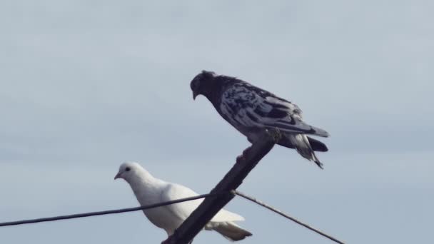 Marble Dove Flies Pigeon Antenna — Video Stock