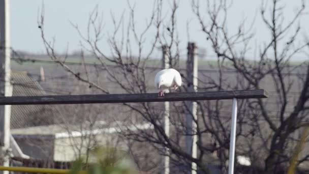 白い鳩は木製の十字棒からドベクトルに降りるのを恐れています — ストック動画