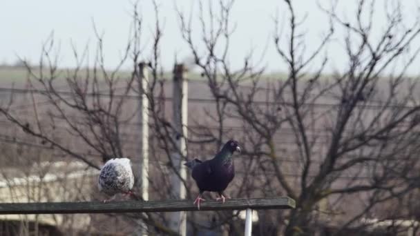 Two Pigeons Descended Dovecote Wooden Beam — Stock video