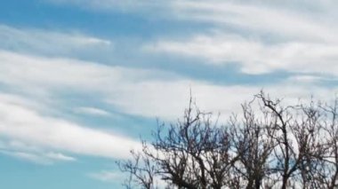 timelapse of the movement of beautiful white clouds in the sky above a tree without leaves.