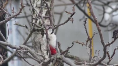 a woodpecker knocks with its beak on a branch of a walnut tree, in the town.