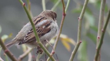 Close-up of a common sparrow sitting and flying off a branch.