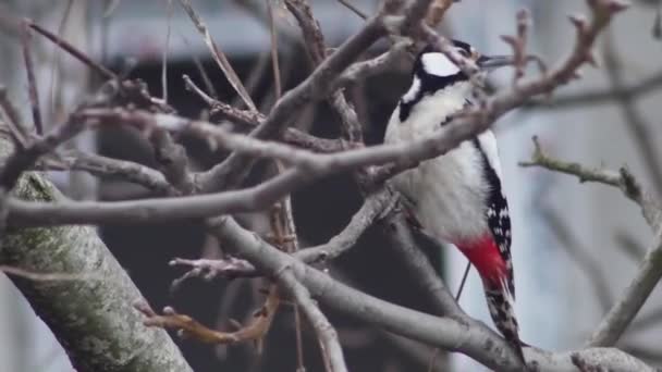 Woodpecker Walnut Branches Window Close — Stock Video