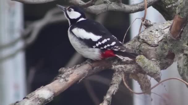 Woodpecker Tree Branch Window Close — Αρχείο Βίντεο
