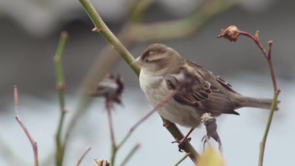 Close Sparrow Sitting Flying Branch — Stok video